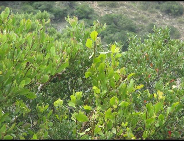 LAND FOR SALE IN MOSSEL BAY EXT 26